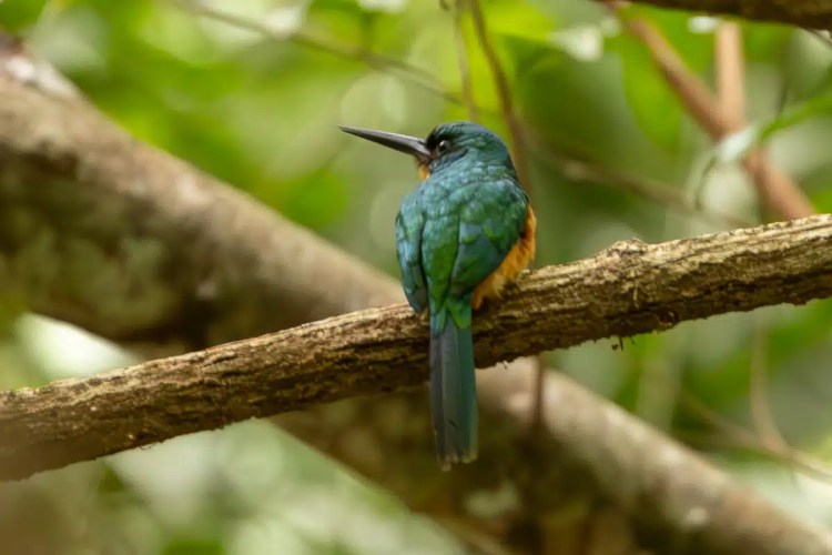 Rufous-tailed Jacamar perched on a branch in Carara National Park, Costa Rica.