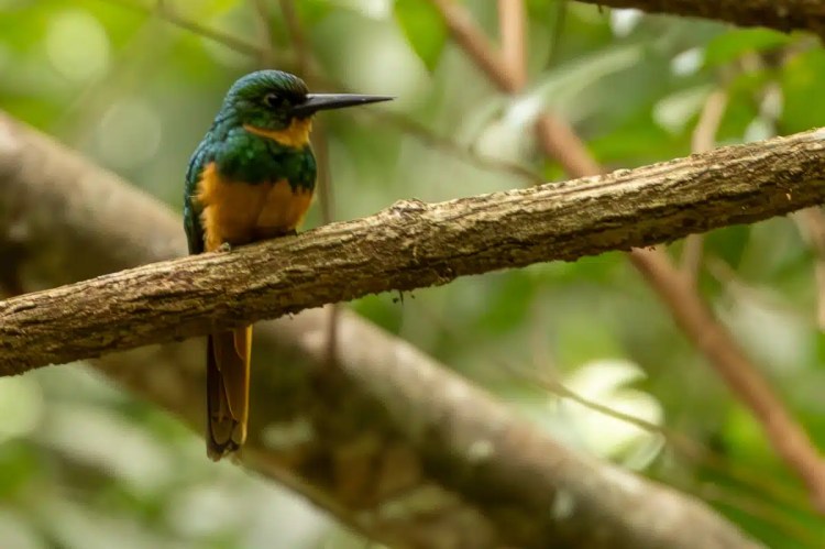 Rufous-tailed jacamar perched on a branch in Carara National Park, Costa Rica.
