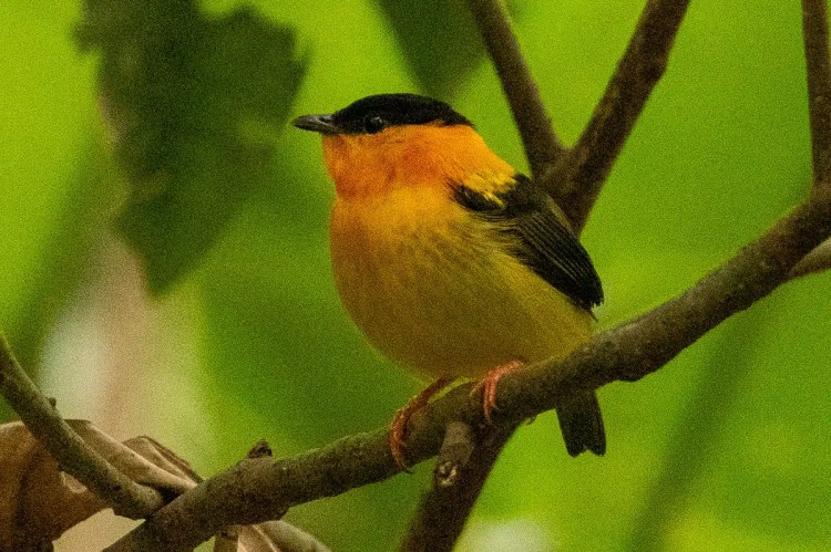 Orange-collared manakin bird perched on a branch in Carara National Park.