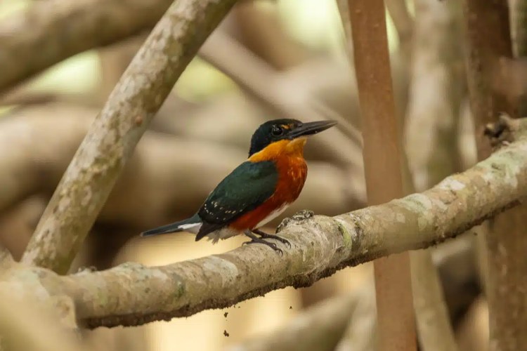 Rufous-collared Kingfisher perched on a branch in Carara National Park.