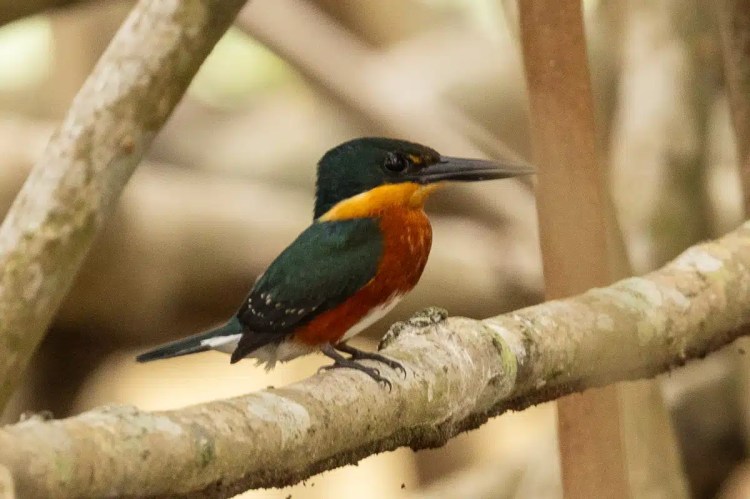 Rufous-collared Kingfisher perched on a branch in Carara National Park.