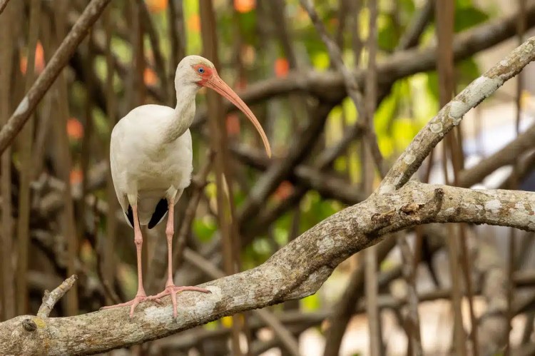 White ibis perched on a branch in Carara National Park, Costa Rica.