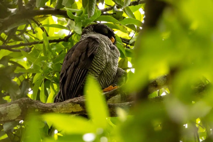 Sleeping Barred Forest Falcon perches in a tree in Carara National Park, Costa Rica.