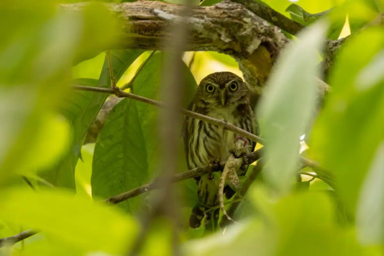 Owl perched in a tree, holding a lizard. Carara National Park wildlife.