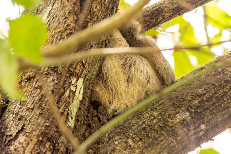 Sloth clinging to a tree branch in Carara National Park.