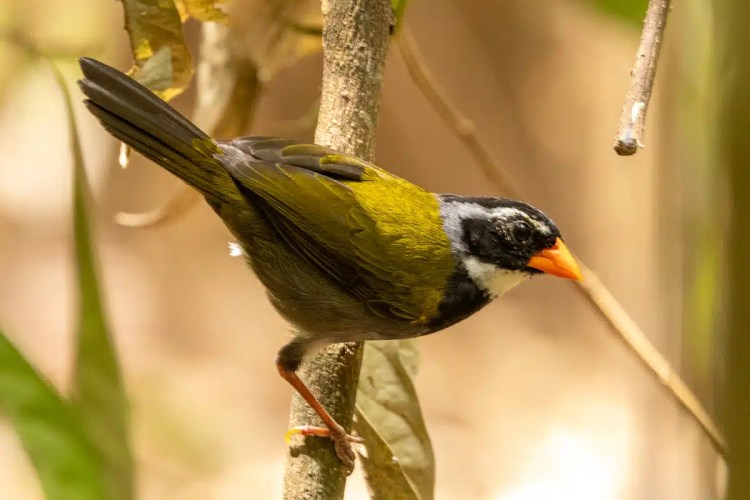 Orange-billed sparrow perched on a branch in Carara National Park.