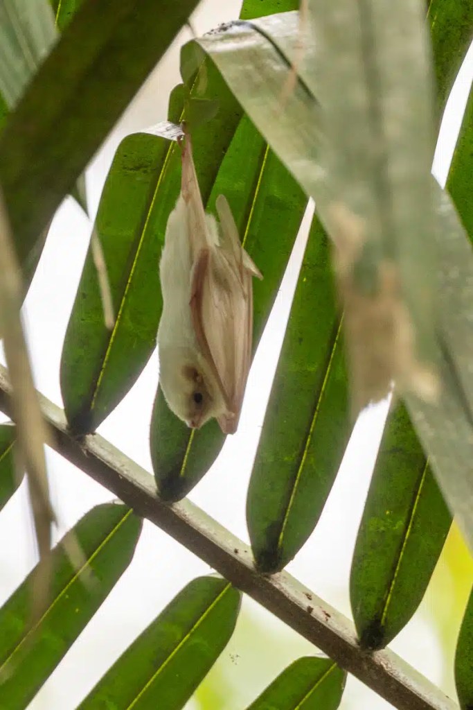 Adorable Honduran white bat roosting under a leaf in Carara, Costa Rica.