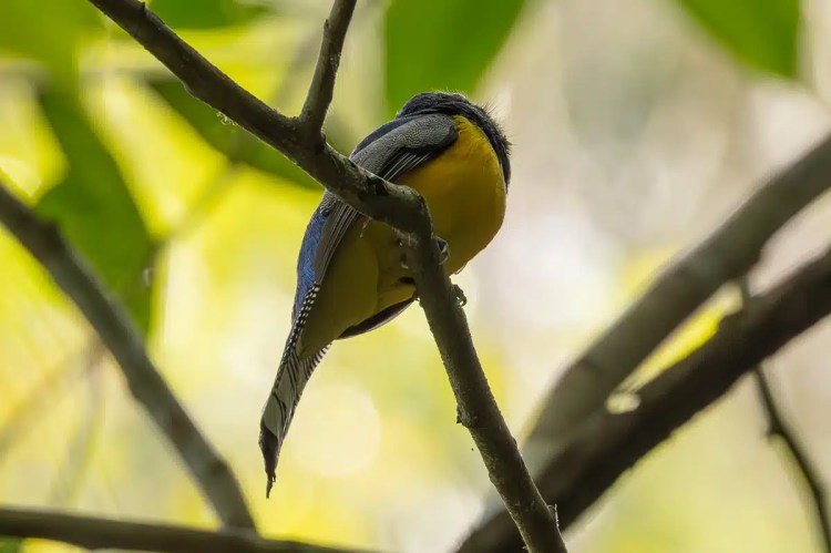 Yellow-bellied Elaenia bird perched on a branch in Carara National Park.