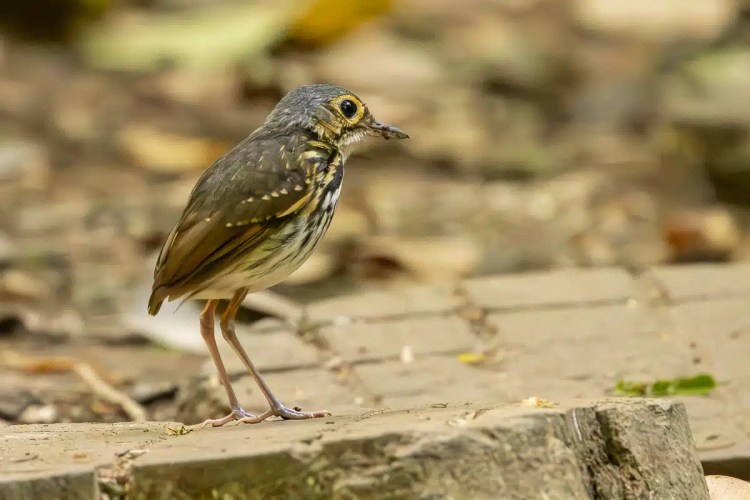 Carara bird: A slaty-backed forest thrush perches on a stone in Carara National Park.