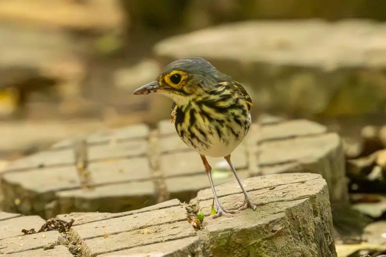 Thrush-like antpitta bird with yellow eyes perched on stone.