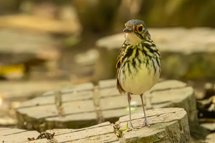 A Rufous-naped Wren perched on a tree stump in Carara, Costa Rica.
