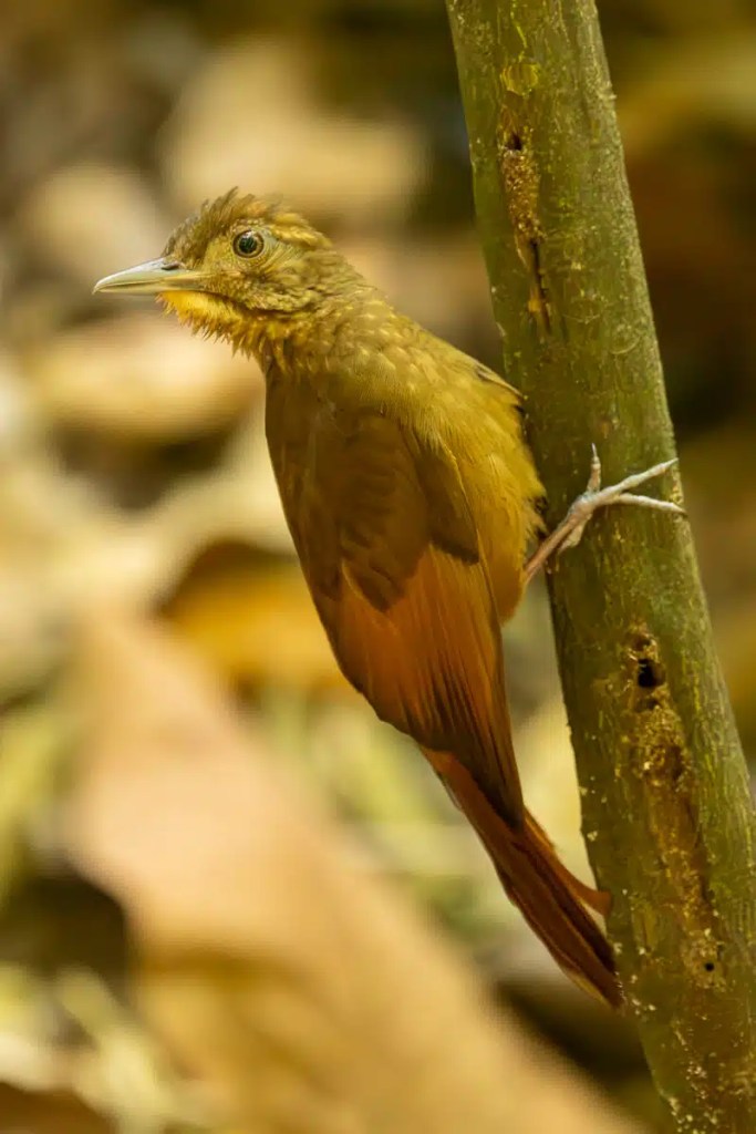 Rufous mourner bird perched on a tree branch in Carara National Park, Costa Rica.