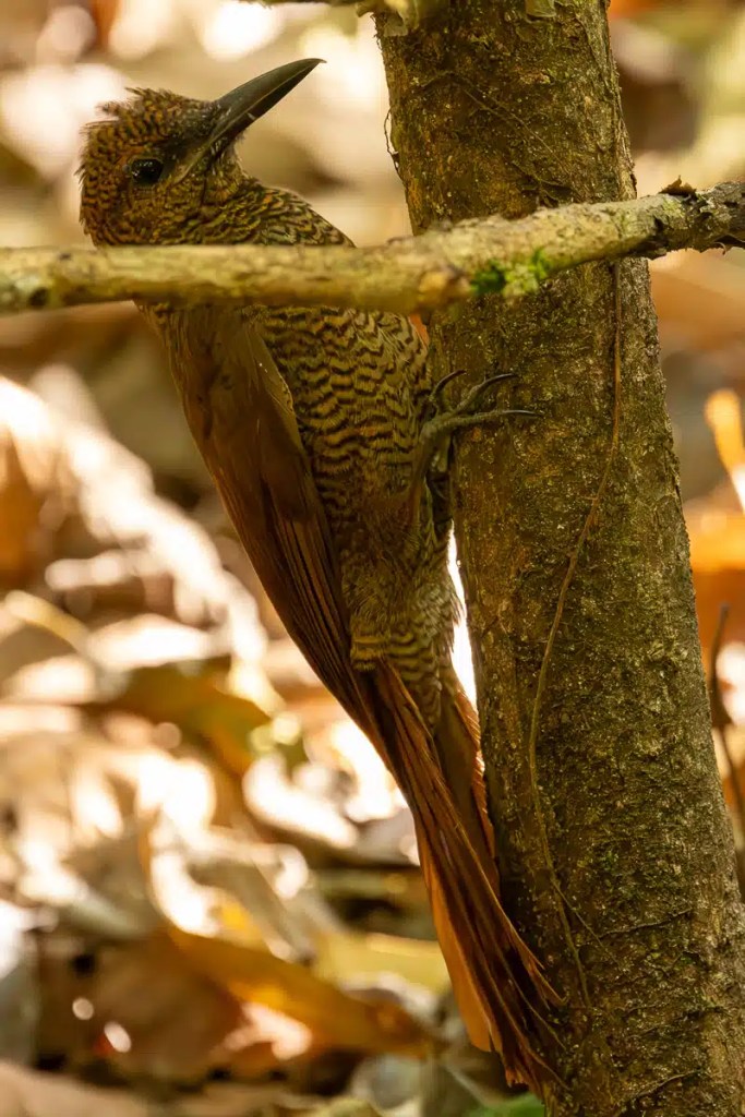 Brown bird, possibly a woodcreeper, clinging to a tree trunk in Carara National Park.