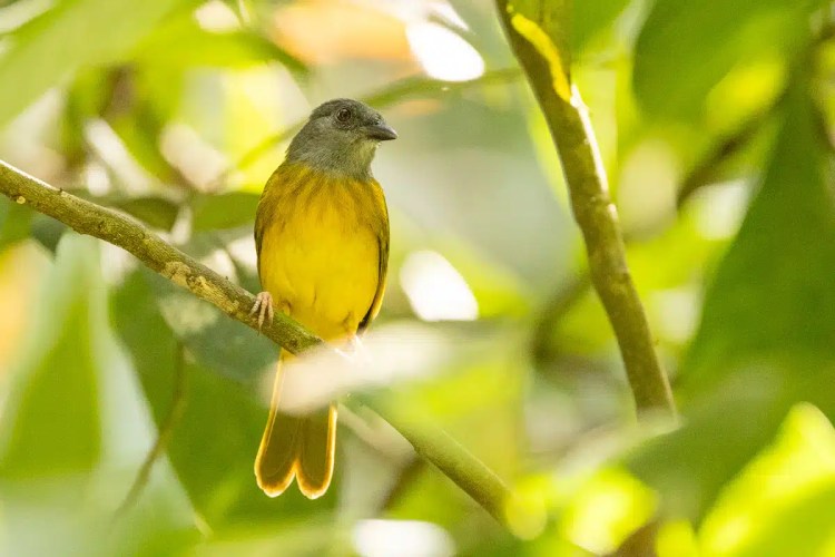 Yellow-bellied flycatcher perched on a branch in Carara National Park.