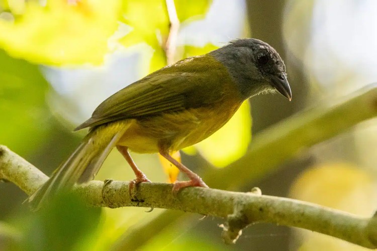 Gray-headed Tanager perched on a branch in Carara National Park