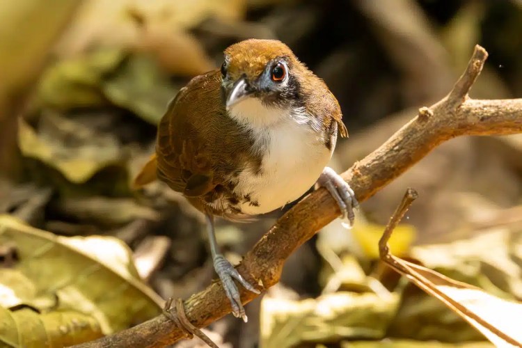 Brown and white antpitta bird perched on a branch in Carara National Park.