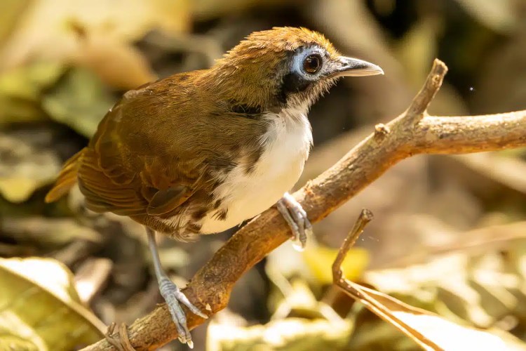 Brown and white antbird perched on a branch in Carara National Park, Costa Rica.