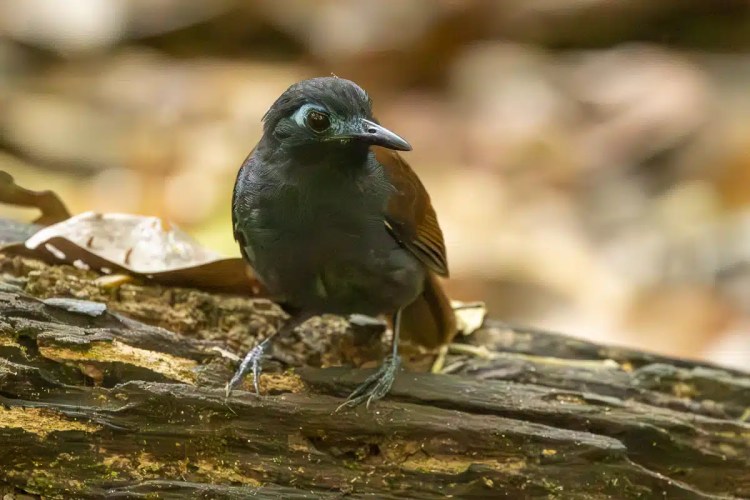 Antbird on a log in Carara National Park. Carara served three ways.