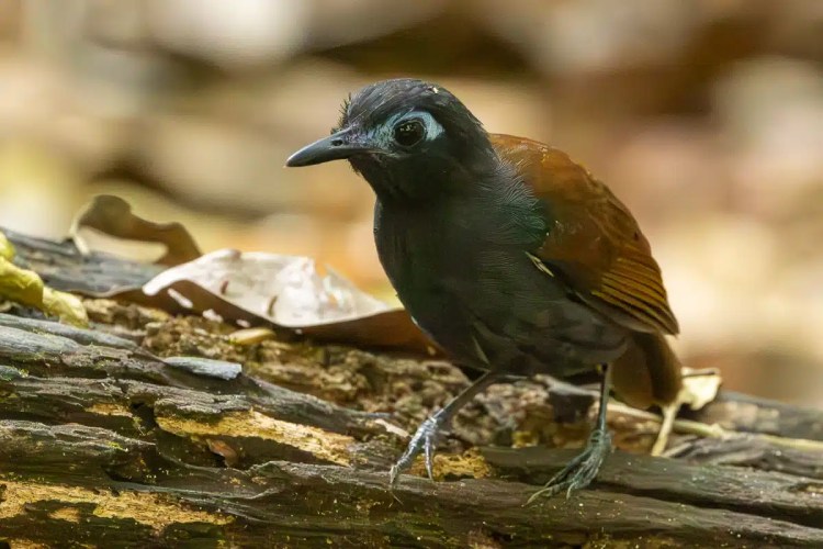 Antbird perched on a log in Carara National Park.