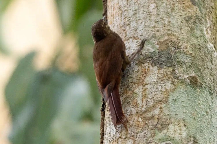 Brown bird clinging to tree trunk in Carara.
