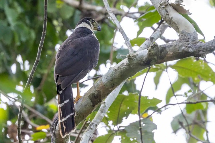 Adult Barred Hawk perched on a branch in Carara, Costa Rica, showing its distinctive black and white markings.