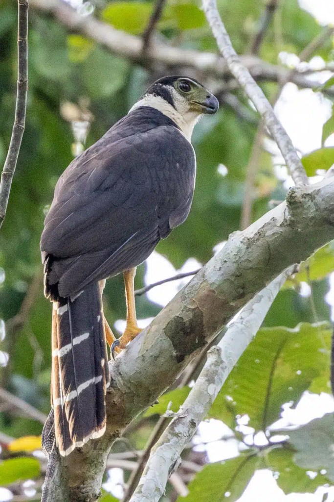 Gray-headed kite perched on a branch in Carara National Park.