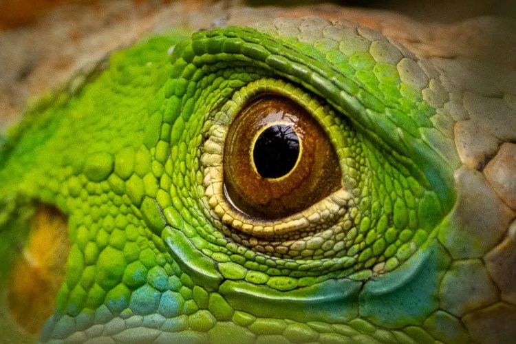 Close-up of a green iguana's eye, showcasing intricate scale patterns.