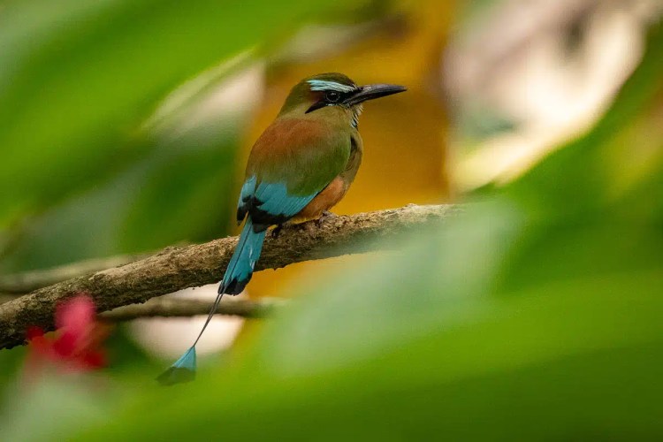 Red Kite soaring in the sky. Birding in the Highlands in May.