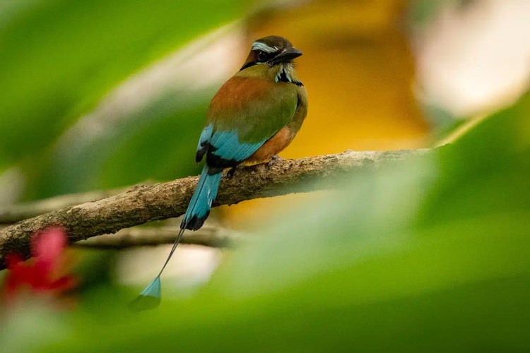 Red Kite soaring in the sky. Birding in the Highlands in May.
