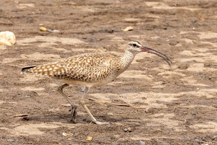 Red Kite soaring in the sky. Birding in the Highlands in May.