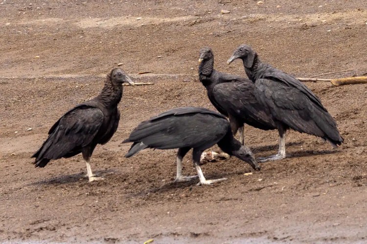 Red Kite soaring in the sky. Birding in the Highlands in May.