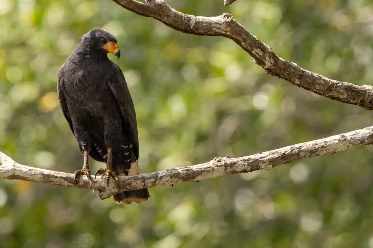 Red Kite in flight against a gray sky, showcasing Highland Birding.