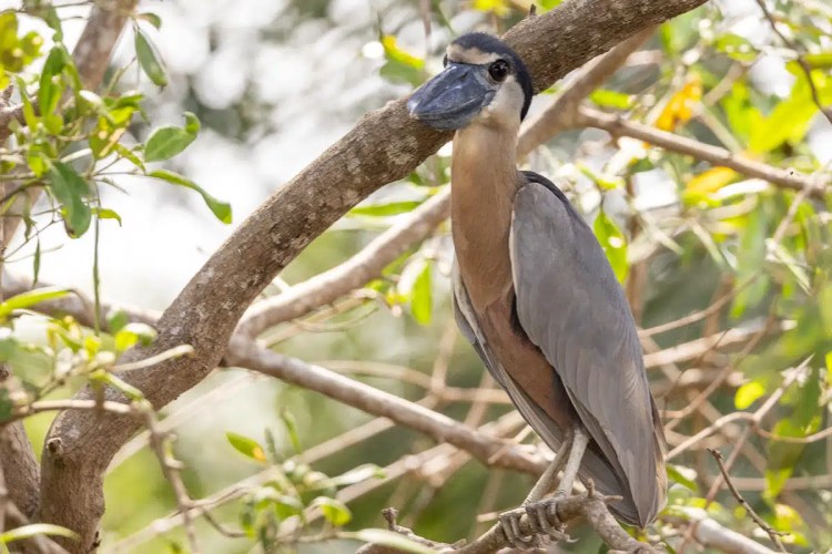Red Kite in flight against a gray sky, showcasing Highland Birding.