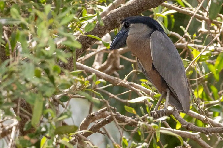 Red Kite in flight against a gray sky, showcasing Highland Birding.