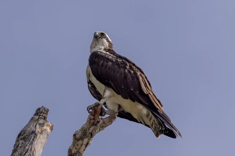 Red Kite in flight against a gray sky, showcasing Highland Birding.