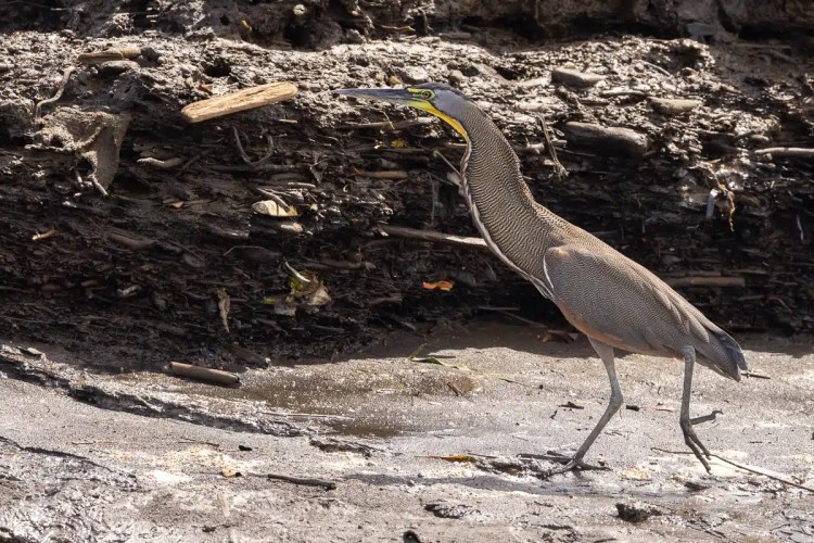 Red Kite in flight against a gray sky, showcasing Highland Birding.