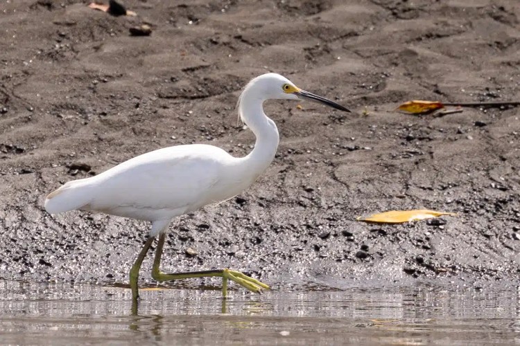 Snowy egret wading in shallow water at Carara National Park, Costa Rica.