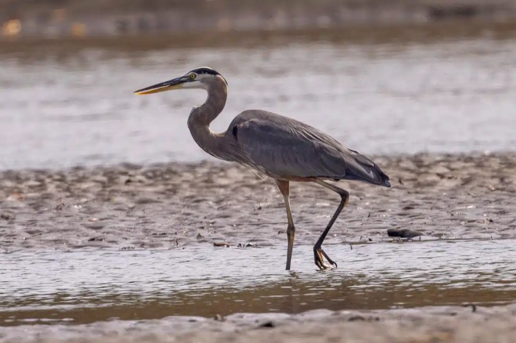 Great Blue Heron wading in shallow water near Carara National Park.
