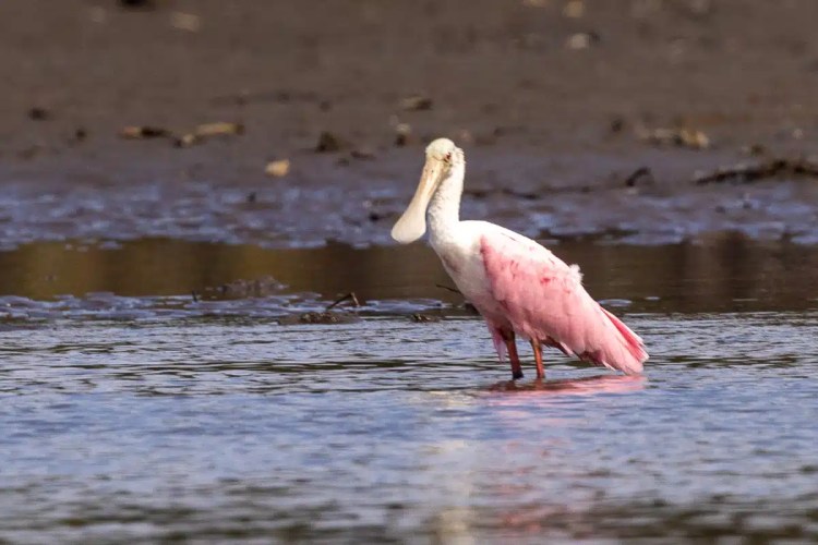 Roseate spoonbill wades in shallow water. Pink bird with a spoon-shaped bill.