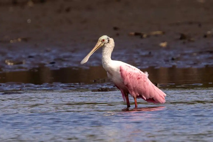Roseate spoonbill wading in water. Carara served three ways.