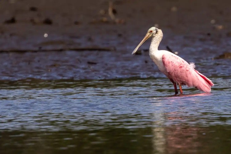 Roseate spoonbill wading in water near Carara National Park.