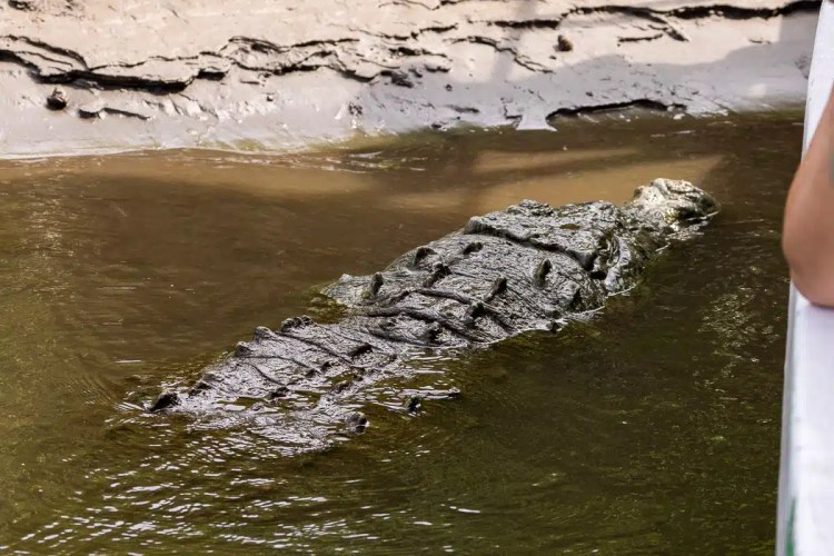 Crocodile in Carara National Park, Costa Rica, partially submerged in murky water.
