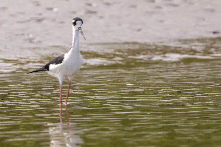 Black-necked stilt wading in the water at Carara National Park.