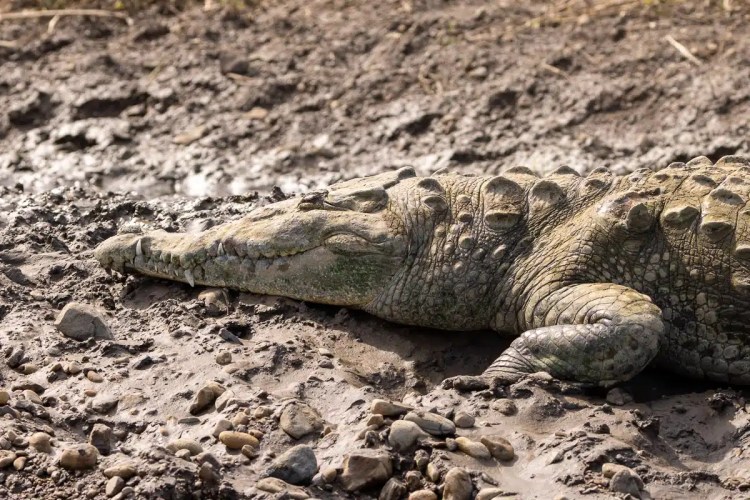 Crocodile resting on muddy ground in Carara.