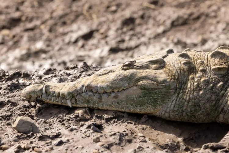 Crocodile resting in the mud in Carara, Costa Rica