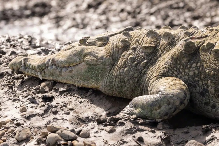 Crocodile resting on a muddy bank, close-up of its head and textured skin.