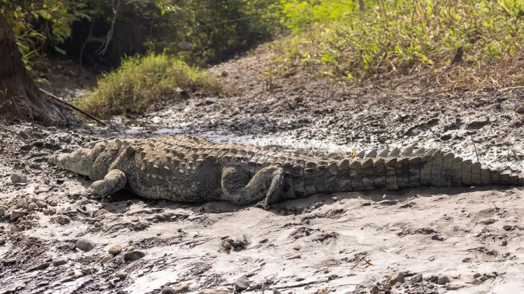 Large crocodile basking on a muddy riverbank in Carara.
