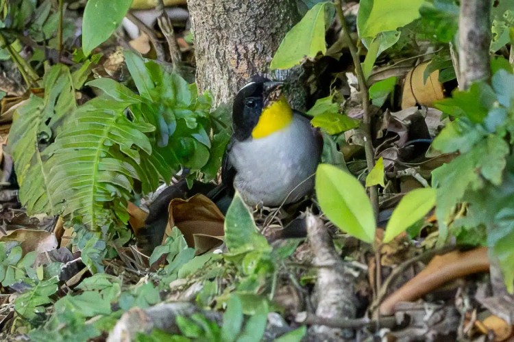 Northern wheatear perched on a spruce branch. Highland birding in May.