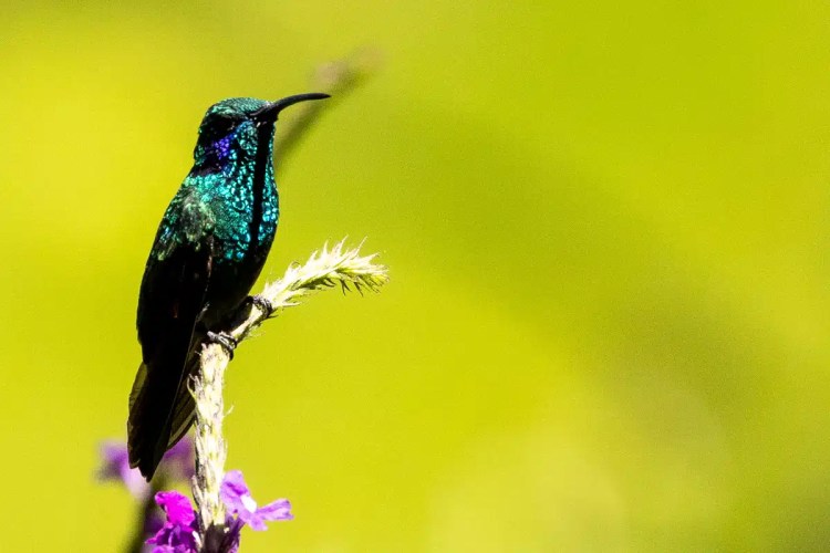 Osprey in flight against a pale sky, wings spread wide.