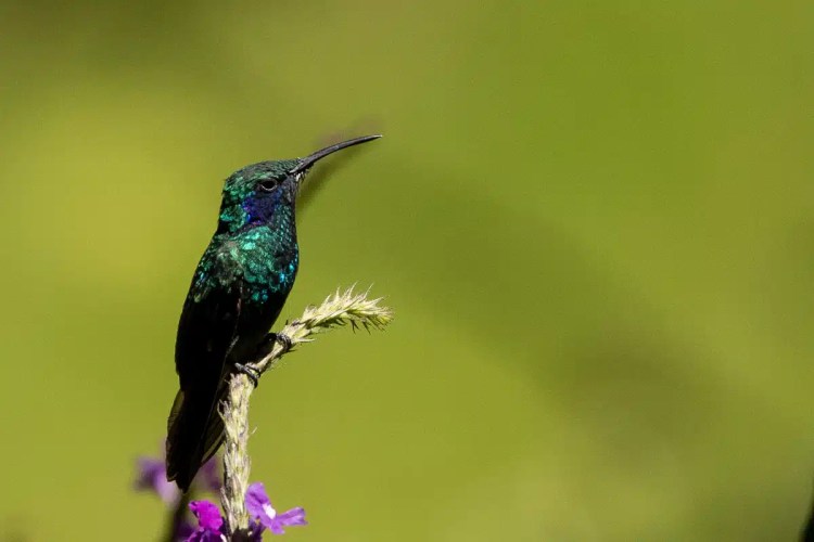 Osprey in flight against a pale sky, wings spread wide.